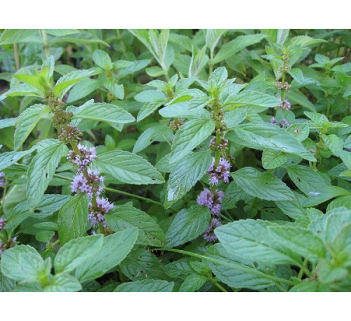 М'ята Спермінт (Mentha spicata "Spearmint") 